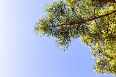 Mavi gökyüzüne karşı çam ağacı dalları. Boşluğu kopyala, metin için boşluk.