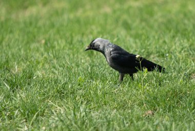 Siyah karga yeşil çimlerde yiyecek arıyor.