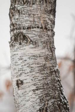 Karda bir huş ağacının kabuğu, arka plan.