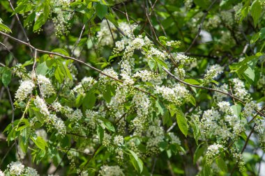 Beyaz kuş kiraz çiçekleri, bahar manzarası