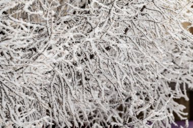 Kış buzlu dalları. Ağaç dalları, kırağı ve karla kaplı. Harika bir kış geçmişi var. Arkaplan olarak kırağında süslü ağaç dalları.