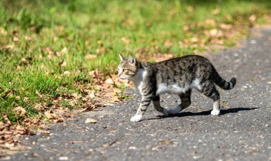 Parktaki gri kedi, yaz manzarası.