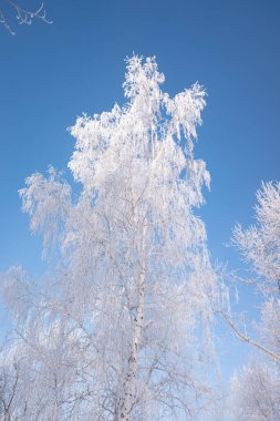Ağaçların dalları, mavi gökyüzünün arka planında donla kaplıdır.