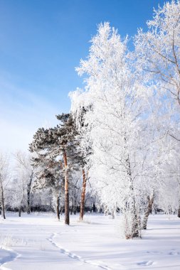 Karla kaplı ağaçlarla güzel bir kış manzarası. Mavi gökyüzü ve desenli kar. Kış Masalı.