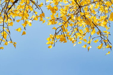 Sonbahar, mavi gökyüzünün arka planında sarı yapraklar..