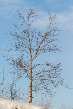 Kışın ormanda yapayalnız bir ağaç, kış ormanı manzarası.