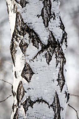 Huş ağacı, doğal doku - eski bir huş ağacının gövdesine sert kabuk, yakın.