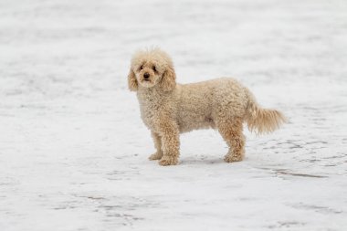 Kardaki köpek, beyaz tüylü. Mini altın karlı köpek yavrusu.
