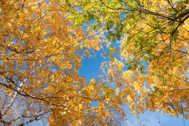 Sonbaharda dallar sararır mavi gökyüzünün arka planında.