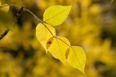 Sonbahar ormanında sarı yapraklar.