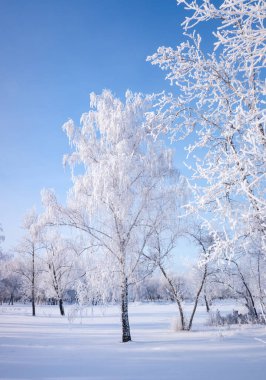Karla kaplı ağaçlarla güzel bir kış manzarası. Mavi gökyüzü ve desenli kar. Kış Masalı.