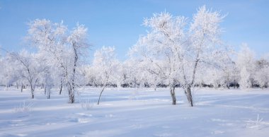 Karla kaplı ağaçlarla güzel bir kış manzarası. Mavi gökyüzü ve desenli kar. Kış Masalı.