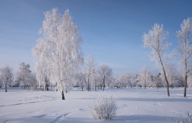 Orman ağaçlarının kış manzarası kıpkırmızı mavi gökyüzü güneşli bir gün ile kaplıydı.