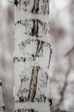Karda bir huş ağacının kabuğu, arka plan.