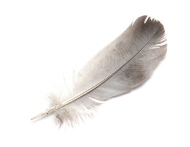 Beyaz arkaplanda kuş tüyü