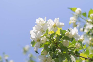 bahar beyaz çiçekleri elma ağacı yakın