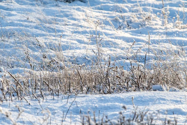 Droge Gras Sneeuw Winter Landschap — Stockfoto