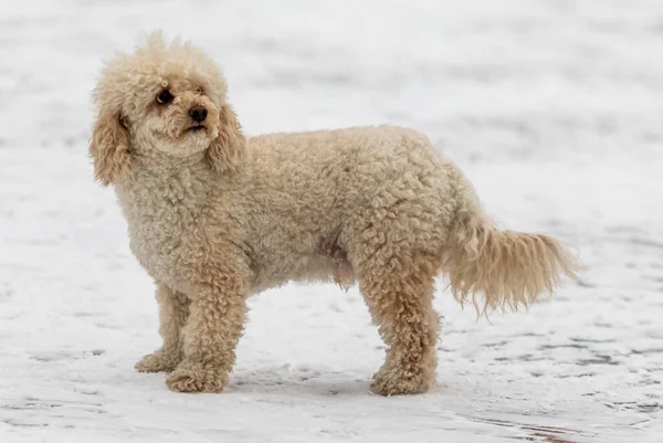 Dog Snow White Shaggy Mini Goldendoodle Puppy Snow — Stock Photo, Image