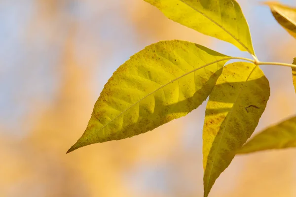 Höstlöv Solen Fall Suddig Bakgrund — Stockfoto