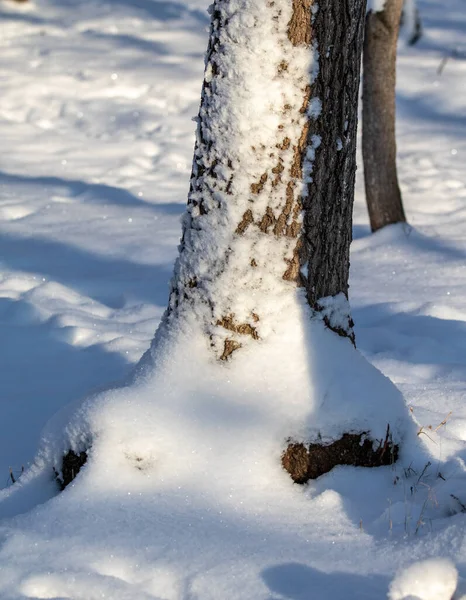 Casca Tronco Árvore Coberta Neve Paisagem Inverno — Fotografia de Stock
