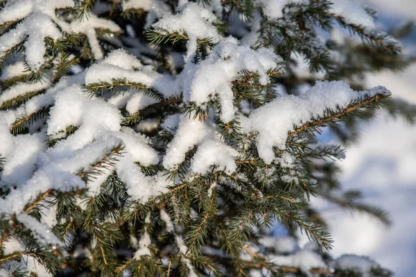 Ramos Verdes Abeto Neve Paisagem Inverno — Fotografia de Stock