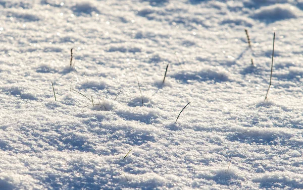 Trockenes Gras Winter Schnee Verschwimmt Hintergrund — Stockfoto