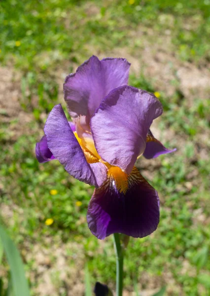 Flores Íris Roxas Primavera — Fotografia de Stock