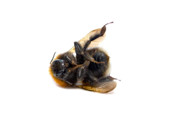 Dead Bumblebee White Isolated Background — Stock Photo, Image