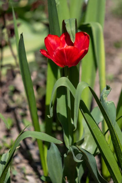 Fleur Pavot Rouge Herbe Verte Nature Printemps — Photo