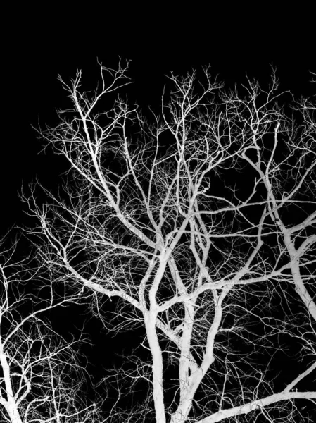 Night Photo Trees Leaves Flash Silhouette White Tree Branches Black — Stock Photo, Image