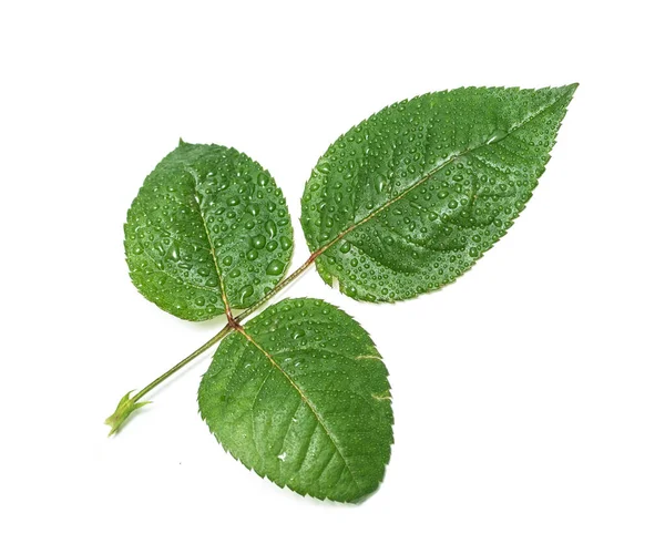 Folha Verde Com Gotas Água Fundo Branco — Fotografia de Stock