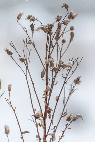Suchá Tráva Zimní Sníh Rozmazané Pozadí — Stock fotografie