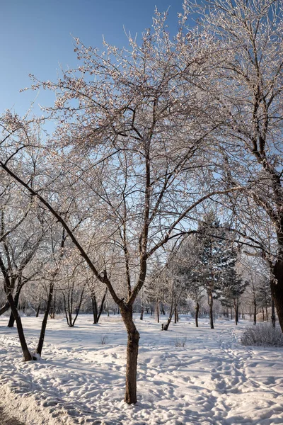 Zimní Krajina Park Stromy Rime Proti Obloze — Stock fotografie