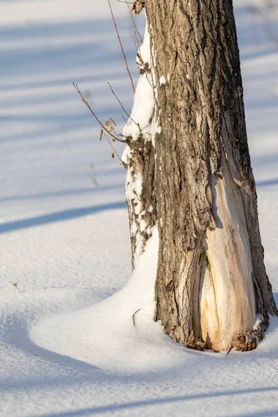 Tronco Árvore Neve Terra Natureza — Fotografia de Stock