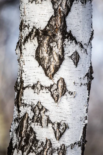 Björk Naturlig Textur Grov Bark Gammal Björkstam Närbild — Stockfoto