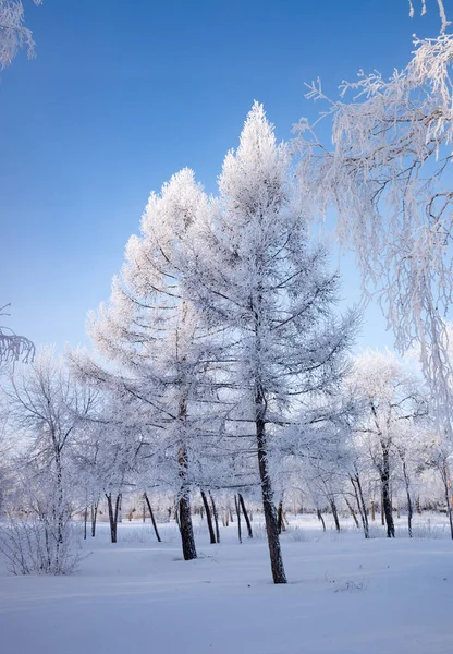 Paisagem Inverno Nas Árvores Florestais Cobertas Com Hoarfrost Céu Azul — Fotografia de Stock