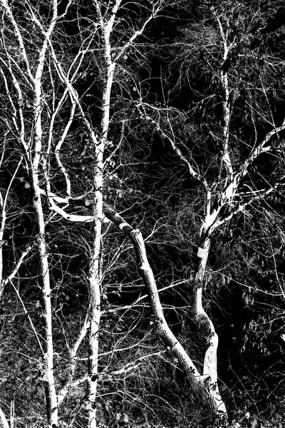 Νυχτερινή Φωτογραφία Δέντρων Χωρίς Φύλλα Λάμψη Σιλουέτα Από Κλαδιά Λευκών — Φωτογραφία Αρχείου