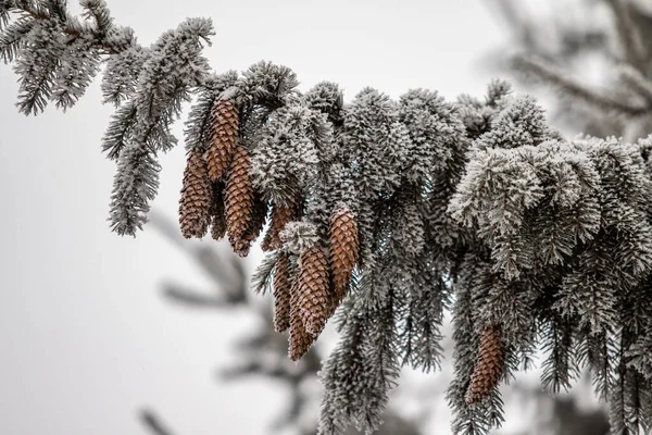 Vinter Fir Kottar Och Snö Grenarna — Stockfoto