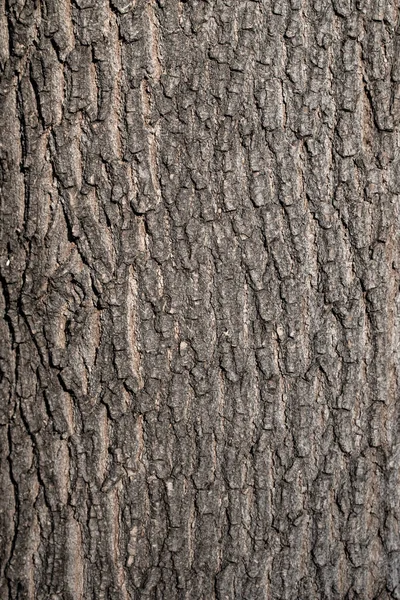 Stammen Ett Gammalt Träd Närbild Natur Höst — Stockfoto