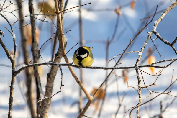 Grande Uccello Tetta Neve Invernale Parco Naturale — Foto Stock