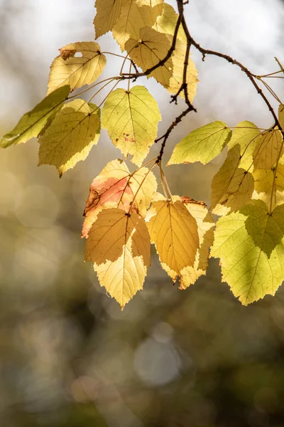 Gele Bladeren Een Wazige Herfst Achtergrond — Stockfoto