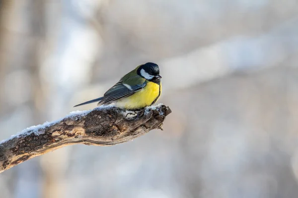 Grande Pássaro Peito Neve Inverno Parque Natureza — Fotografia de Stock