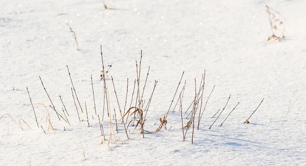 Schneebedecktes Feld Aus Trockenem Gras Und Ästen — Stockfoto
