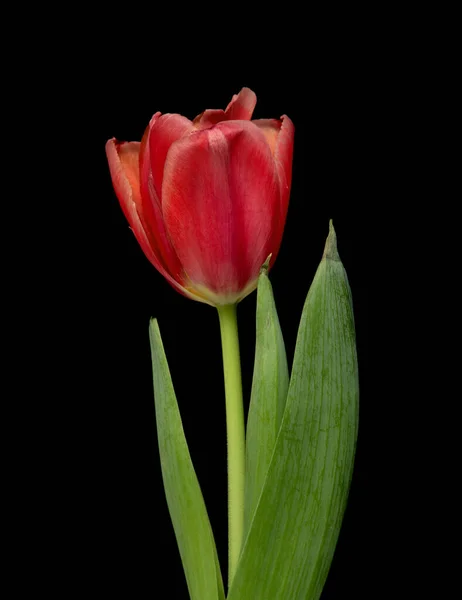 黑色背景的红郁金香花 — 图库照片