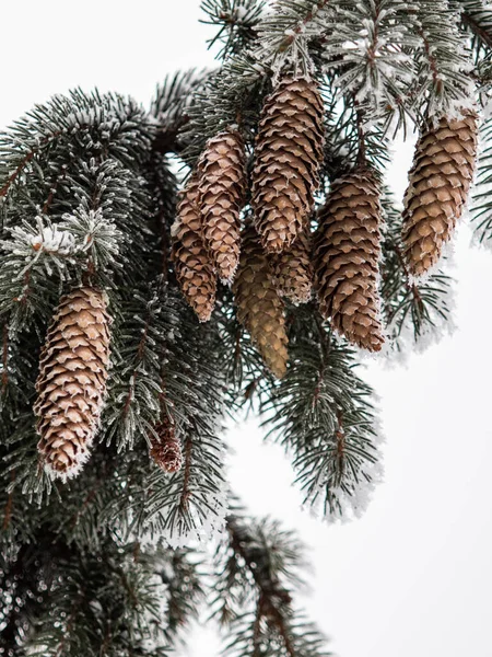 Vinter Fir Kottar Och Snö Grenarna — Stockfoto