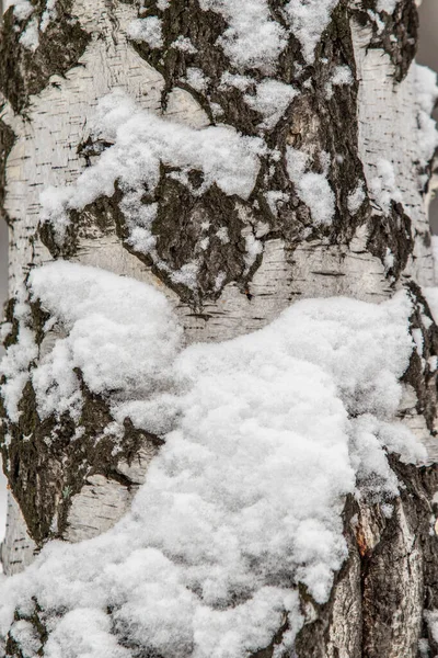 Kéreg Egy Nyírfa Törzs Hóban Háttér — Stock Fotó