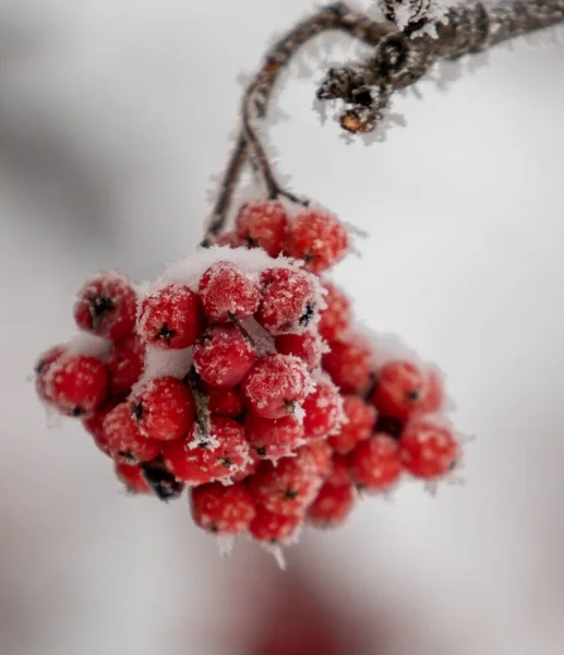 Red Rowan Fruits Snow Close Winter Landscape — Stock Photo, Image