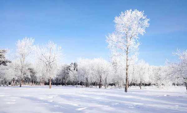 Bela Paisagem Inverno Com Árvores Cobertas Neve Céu Azul Neve — Fotografia de Stock