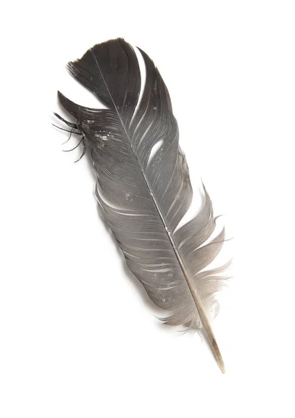Pigeon Feather White Background — Stock Photo, Image