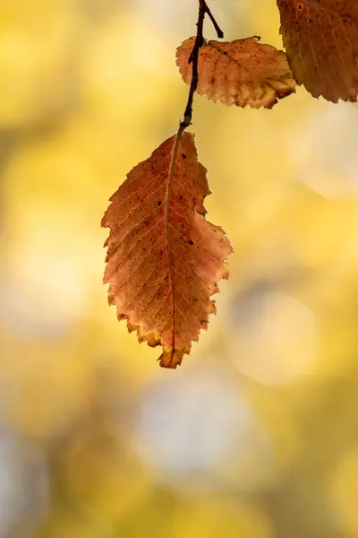 Осенние Листья Солнце Осенний Размытый Фон — стоковое фото